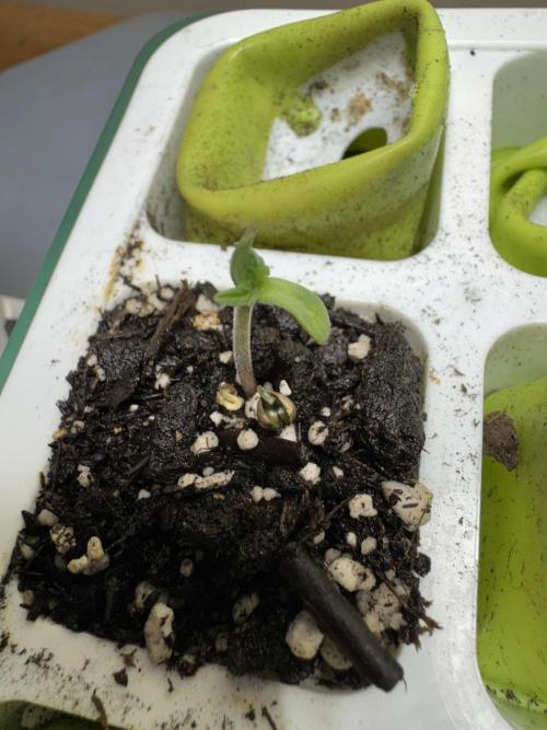 Wild Strawberry F1 Auto Run 2-TasteBudz. Week 0