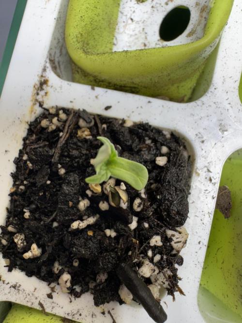 Wild Strawberry F1 Auto Run 2-TasteBudz. Week 0