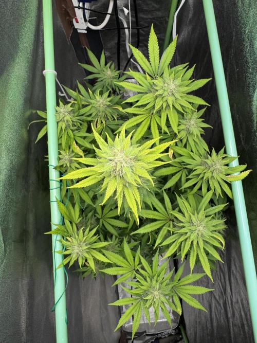 Big Demon by Divine Seeds. Week 16