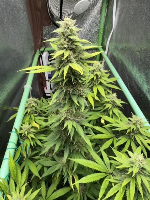 Big Demon by Divine Seeds. Week 16