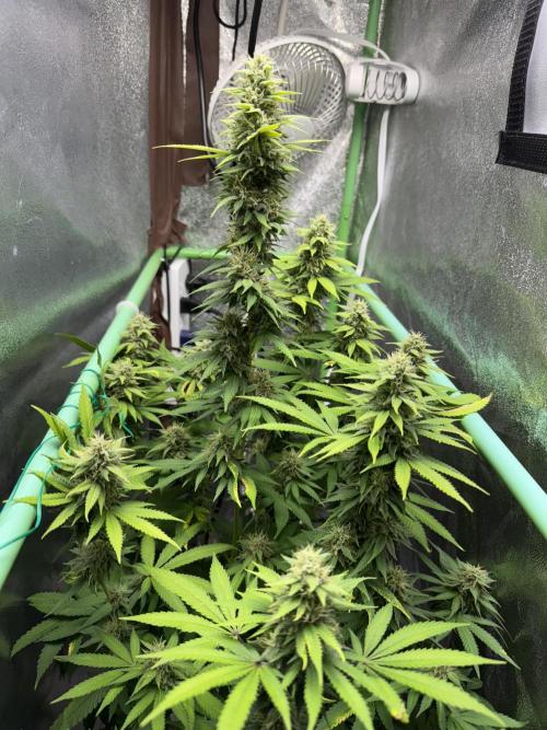Big Demon by Divine Seeds. Week 16