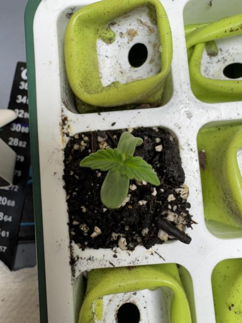 Wild Strawberry F1 Auto Run 2-TasteBudz. Week 0