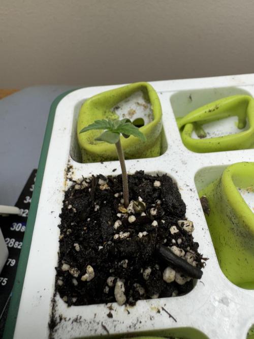 Wild Strawberry F1 Auto Run 2-TasteBudz. Week 0