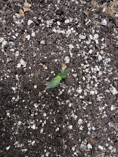 Purple Tangie Auto - Supernatural Seeds. Week 1