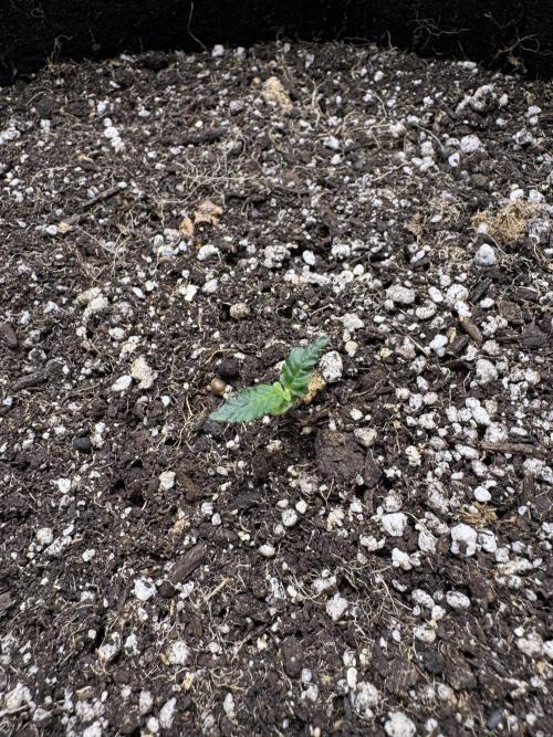 Purple Tangie Auto - Supernatural Seeds. Week 1