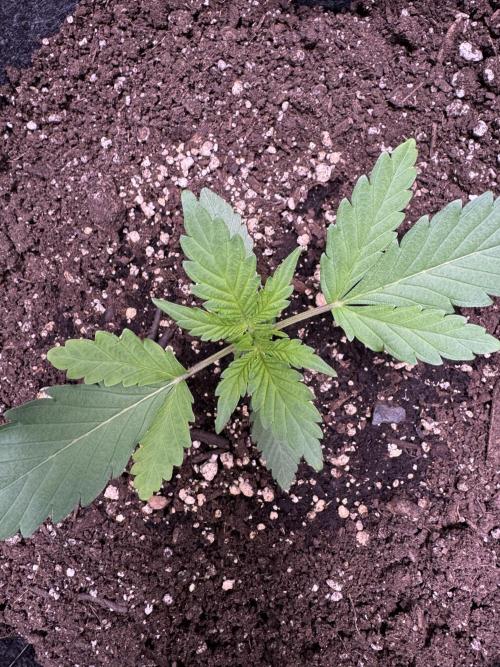 Sour Apple X Strawberry Gorilla Auto. Week 3