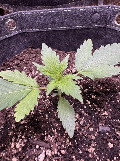 Sour Apple X Strawberry Gorilla Auto. Week 3