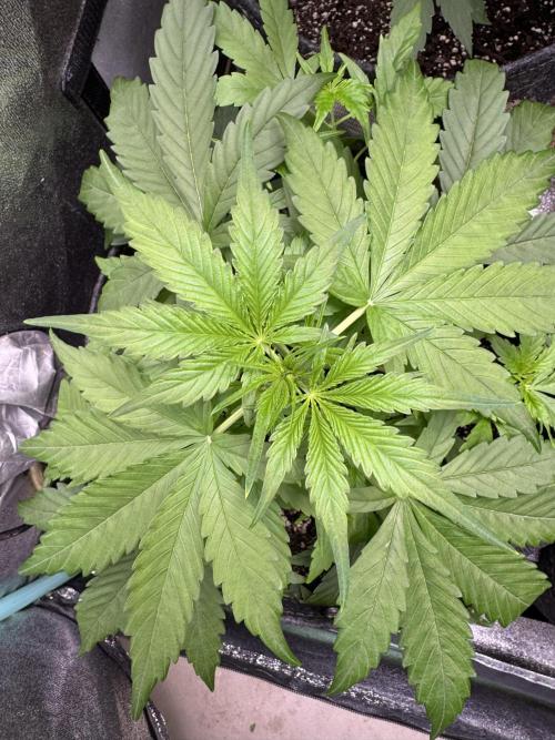 Apple Betty Auto from Herbies Seeds. Week 4