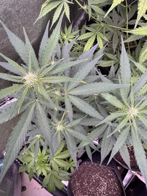 Wurlz F1 Autoflower - Zamnesia Seeds. Week 6