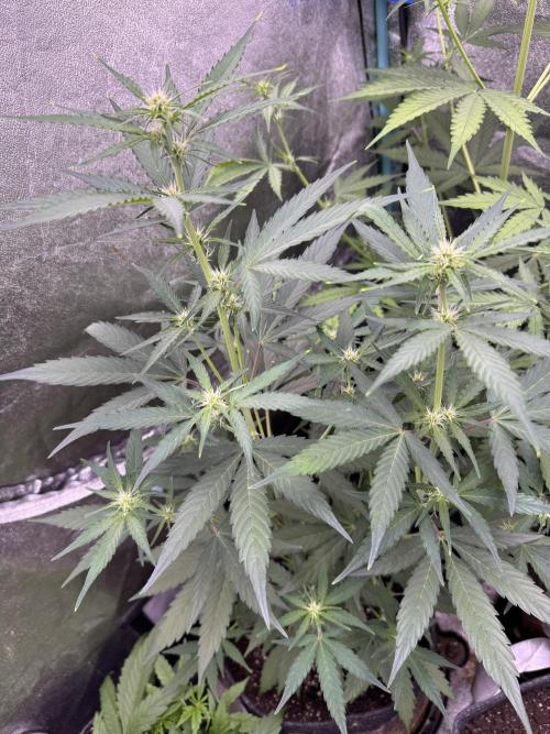 Wurlz F1 Autoflower - Zamnesia Seeds. Week 6