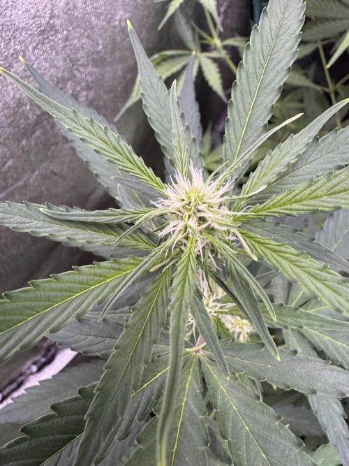 Wurlz F1 Autoflower - Zamnesia Seeds. Week 6