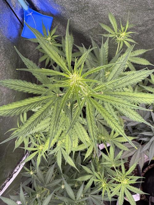 CBD Lemon Auto - Herbies Seeds. Week 6