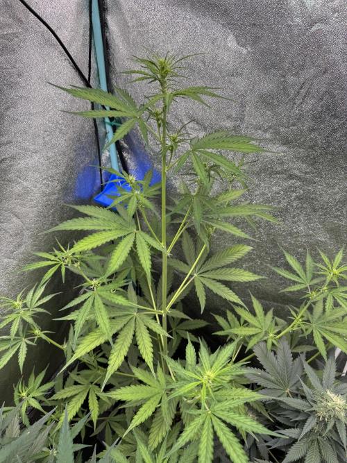 CBD Lemon Auto - Herbies Seeds. Week 6