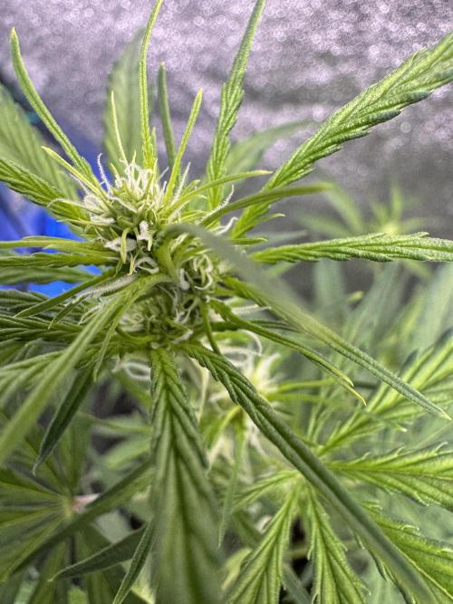 CBD Lemon Auto - Herbies Seeds. Week 6