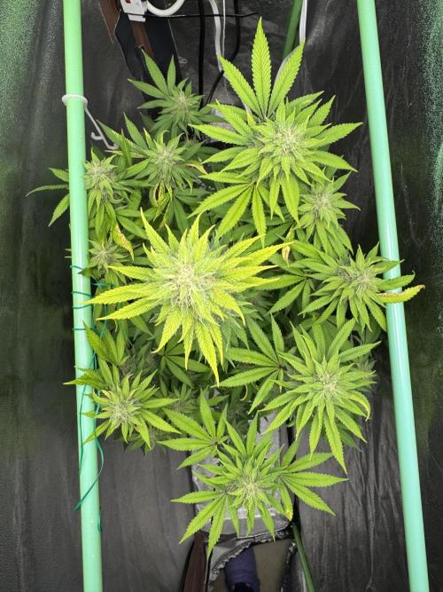 Big Demon by Divine Seeds. Week 16