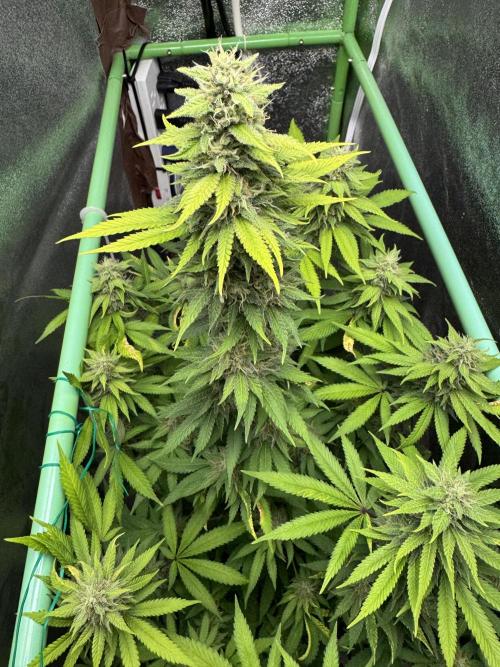 Big Demon by Divine Seeds. Week 16