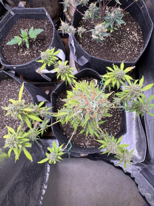 Elephant Berry Auto. Week 12