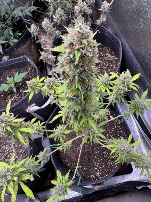 Elephant Berry Auto. Week 12