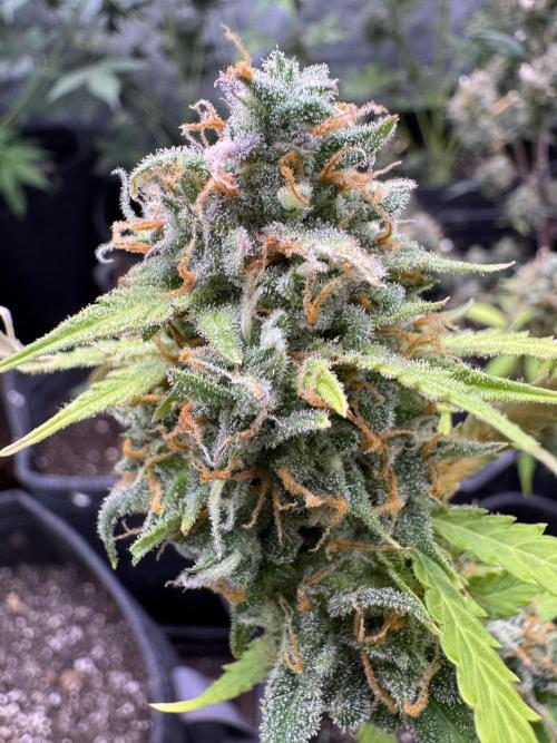 Elephant Berry Auto. Week 12