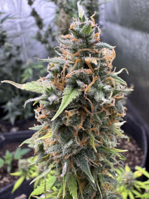 Elephant Berry Auto. Week 12