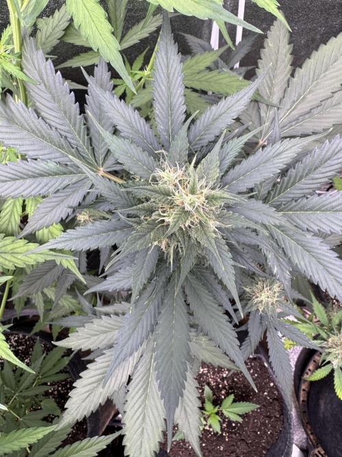 Caramel Auto - FastBuds. Week 8