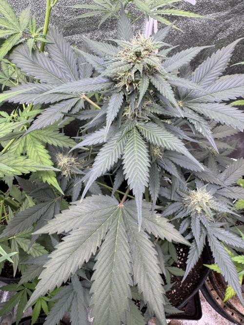 Caramel Auto - FastBuds. Week 8