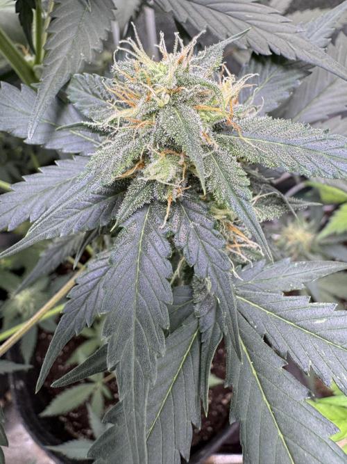 Caramel Auto - FastBuds. Week 8