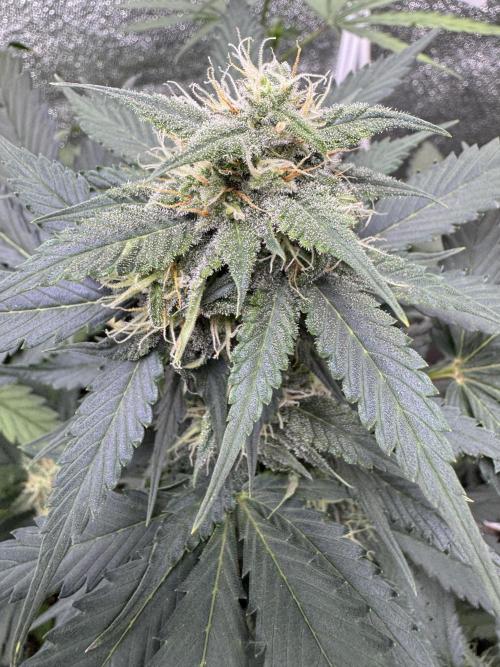 Caramel Auto - FastBuds. Week 8