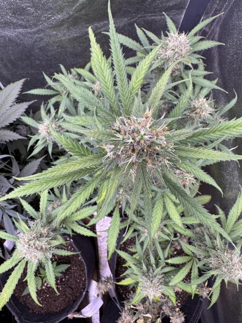 AUTO WHITE WIDOW - Divine Seeds. Week 10