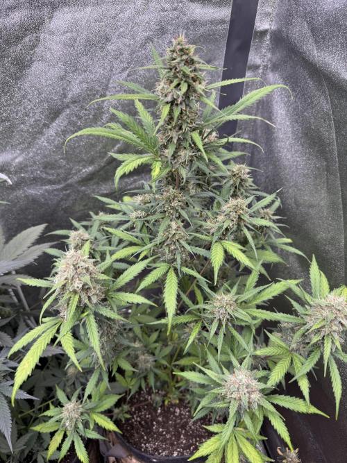 AUTO WHITE WIDOW - Divine Seeds. Week 10