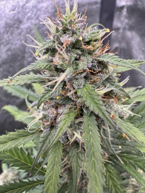 AUTO WHITE WIDOW - Divine Seeds. Week 10