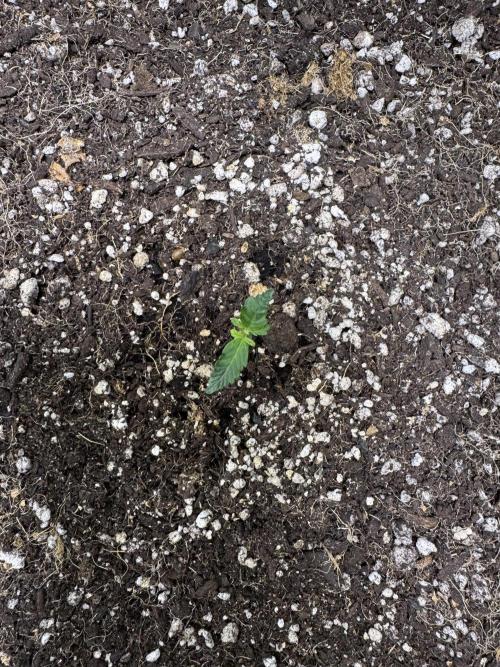 Purple Tangie Auto - Supernatural Seeds. Week 2