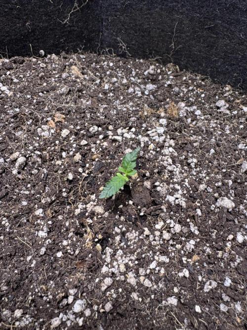 Purple Tangie Auto - Supernatural Seeds. Week 2