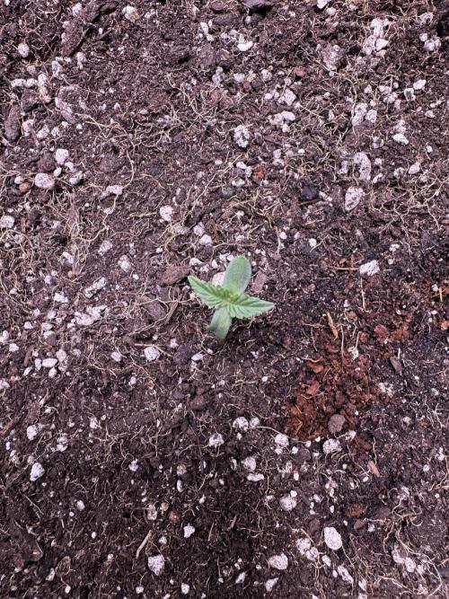 Wild Strawberry F1 Auto Run 2-TasteBudz. Week 1