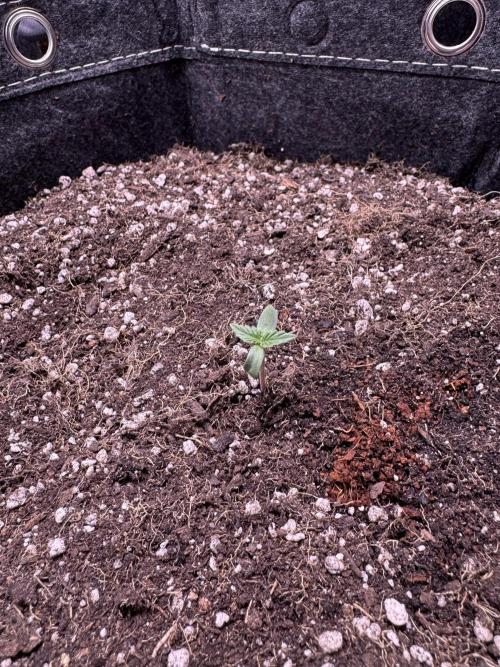 Wild Strawberry F1 Auto Run 2-TasteBudz. Week 1