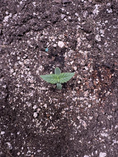 Wild Strawberry F1 Auto Run 2-TasteBudz. Week 1