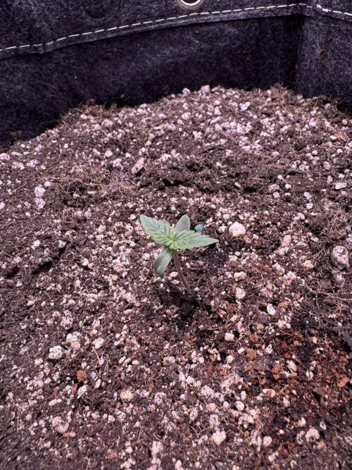 Wild Strawberry F1 Auto Run 2-TasteBudz. Week 1