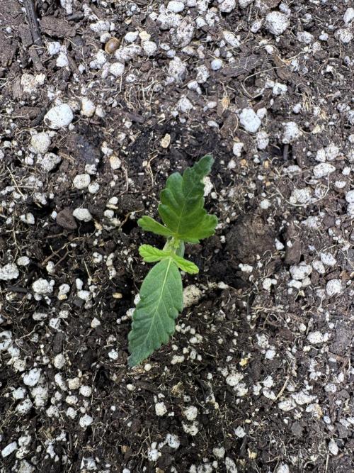 Purple Tangie Auto - Supernatural Seeds. Week 2