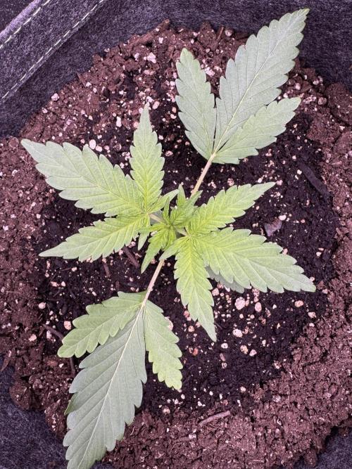 Sour Apple X Strawberry Gorilla Auto. Week 3