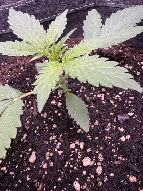 Sour Apple X Strawberry Gorilla Auto. Week 3