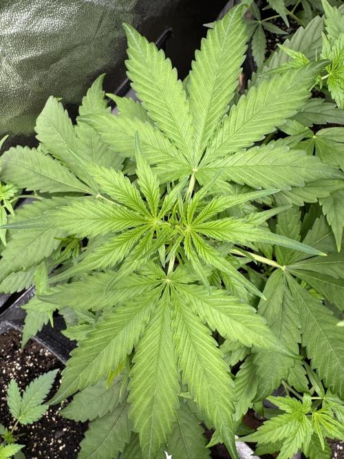 Apple Betty Auto from Herbies Seeds. Week 4