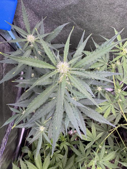 Wurlz F1 Autoflower - Zamnesia Seeds. Week 6