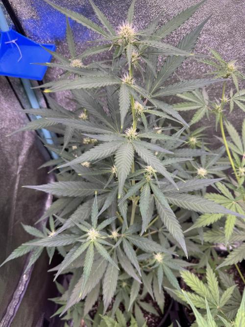 Wurlz F1 Autoflower - Zamnesia Seeds. Week 6