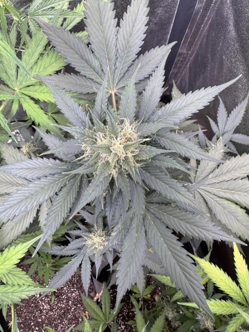 Caramel Auto - FastBuds. Week 8