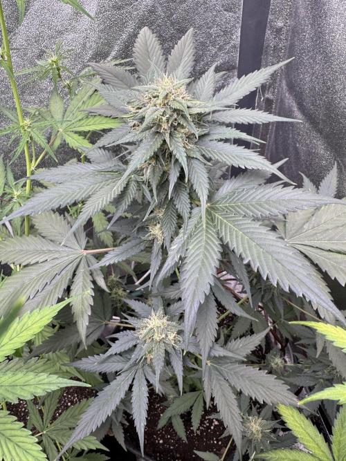 Caramel Auto - FastBuds. Week 8