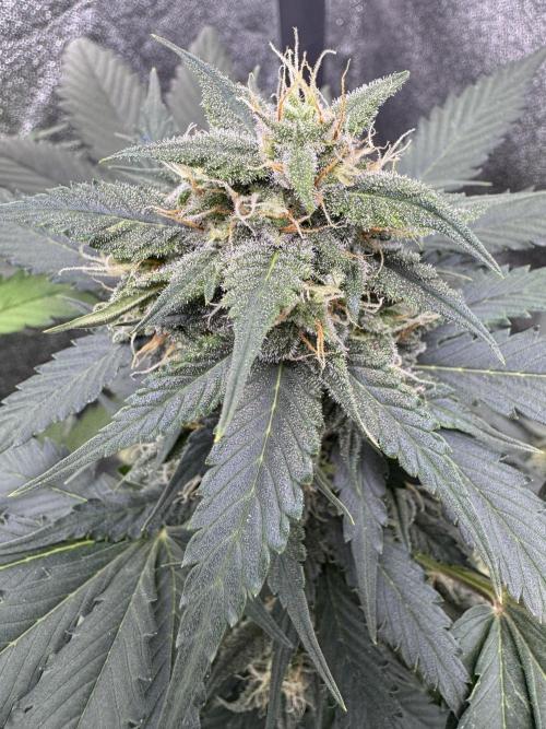 Caramel Auto - FastBuds. Week 8