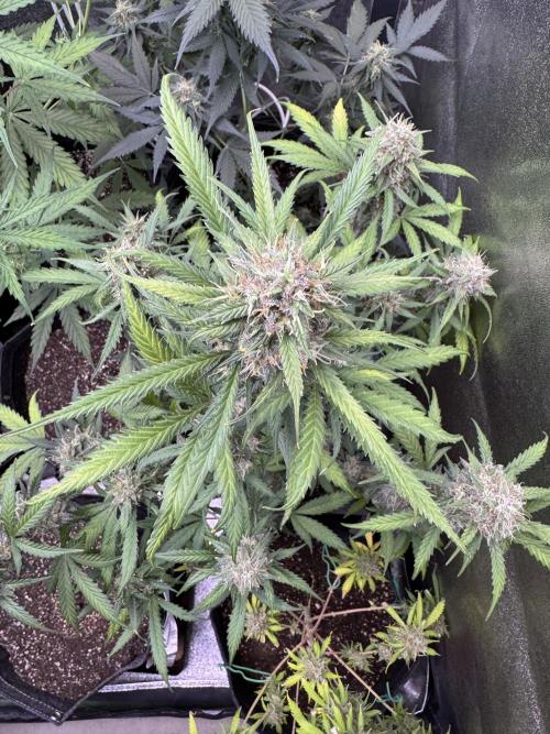 AUTO WHITE WIDOW - Divine Seeds. Week 10