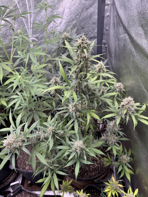 AUTO WHITE WIDOW - Divine Seeds. Week 10