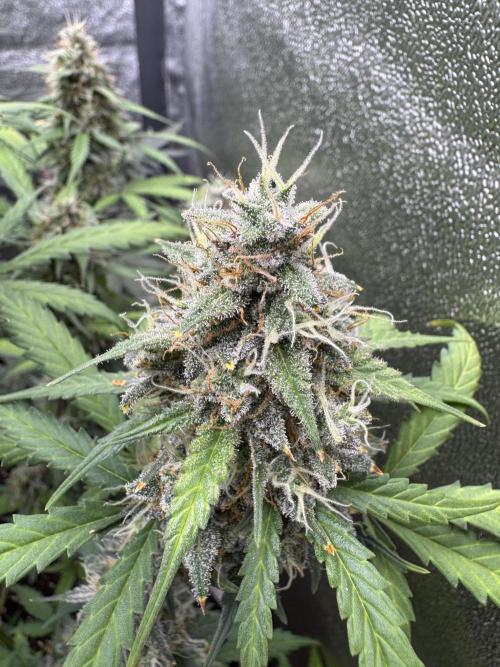 AUTO WHITE WIDOW - Divine Seeds. Week 10