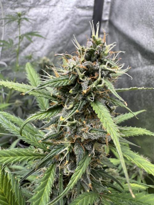 AUTO WHITE WIDOW - Divine Seeds. Week 10